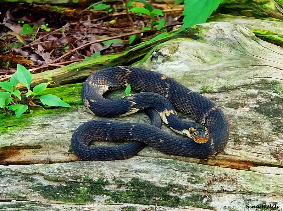 Banded Water Snake Photograph by Gina Welch - Pixels