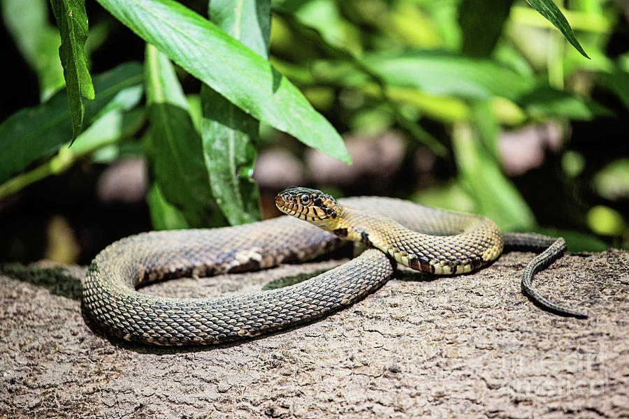 Banded Water Snake - Louisiana Photograph by Scott Pellegrin