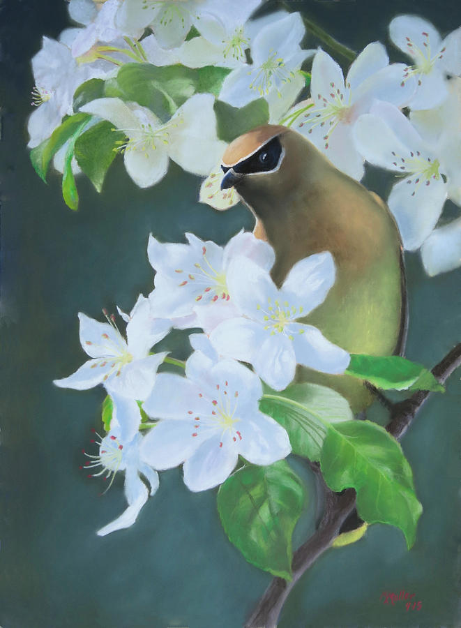 Spring Pastel - Bandit in the Blossoms by Marcus Moller