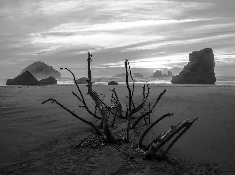 Bandon Beach Tree Photograph by Steven Clark