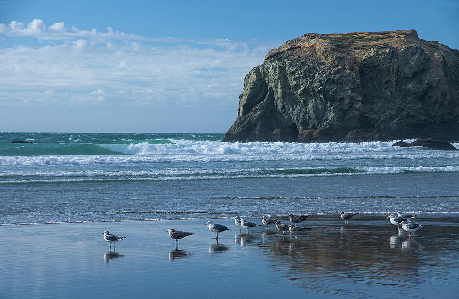 Bandon Gulls Photograph by Steven Clark