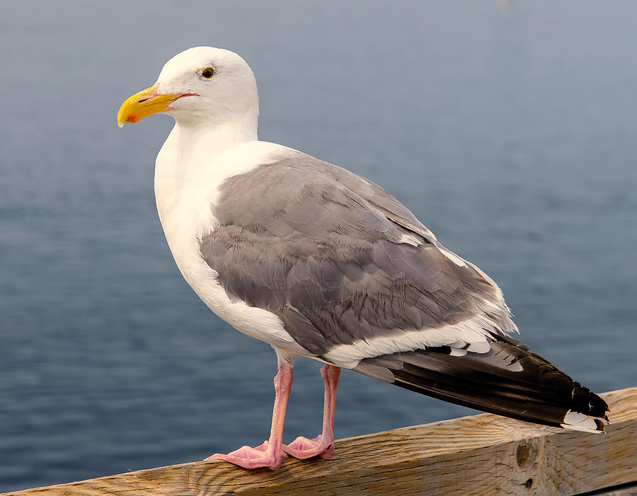 Seagull Photograph - Bandon Seagull by Mike Ronnebeck