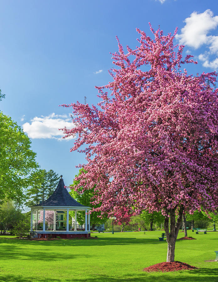 Bandstand Blossoms Photograph by Tim Kirchoff