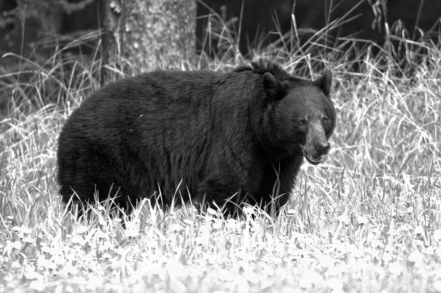 Banff Black Bear In Black And White Photograph by Adam Jewell