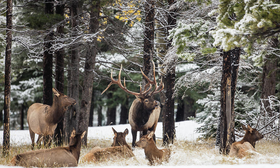 Banff Bull Elk With Cow Elk Photograph by Sam Amato