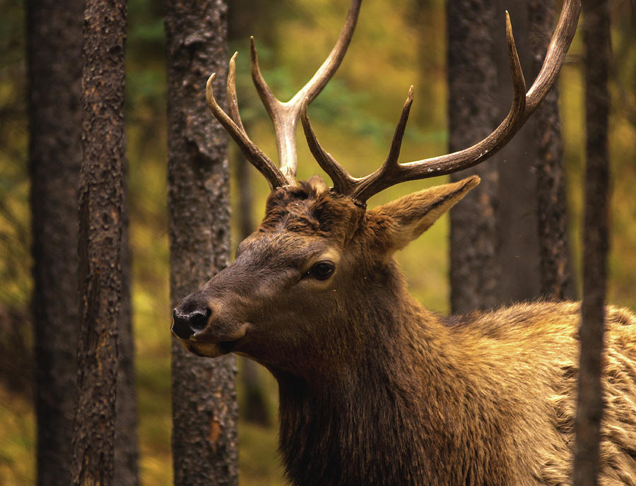 Banff Elk Photograph by Cale Best