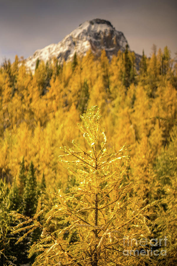 Alpine Lakes Photograph - Banff Golden Larch Dream World by Mike Reid Alpine Lakes Photograph - Banff Golden Larch Dream World by Mike Reid