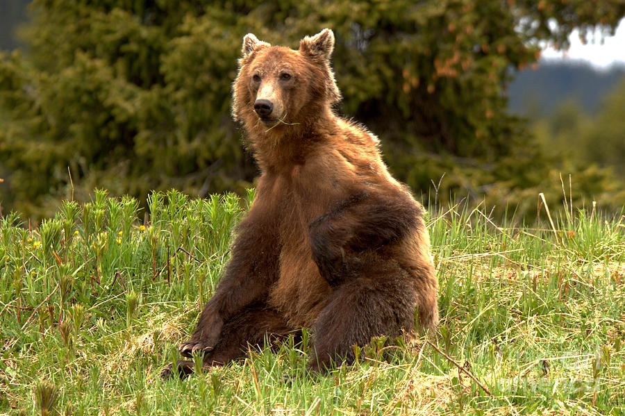 Banff Grizzly Deep In Thought Photograph by Adam Jewell