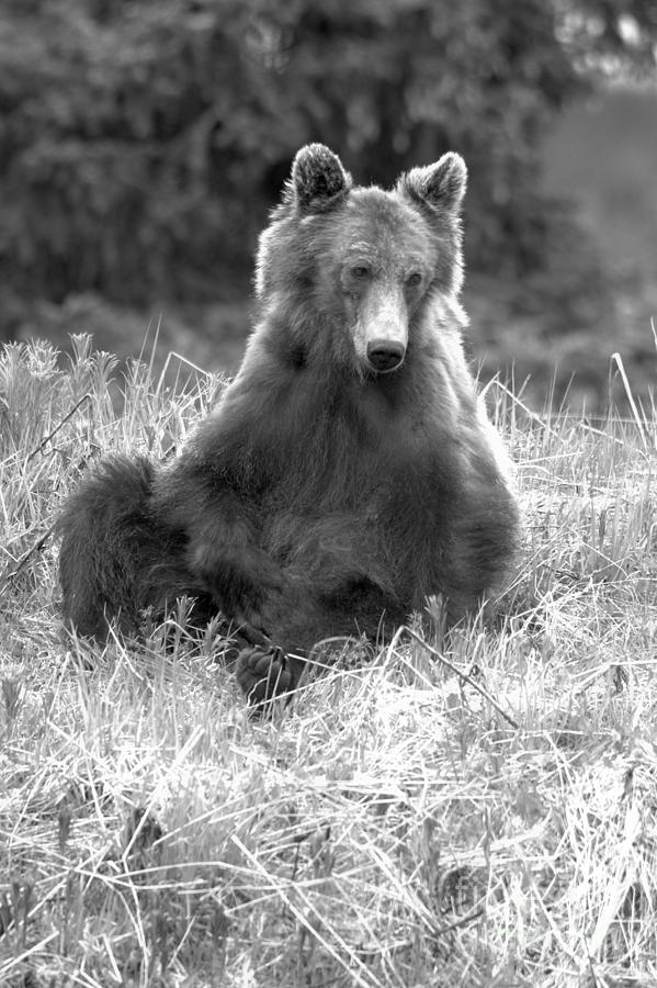Banff Sitting Grizzly Portrait Black And White Photograph by Adam Jewell