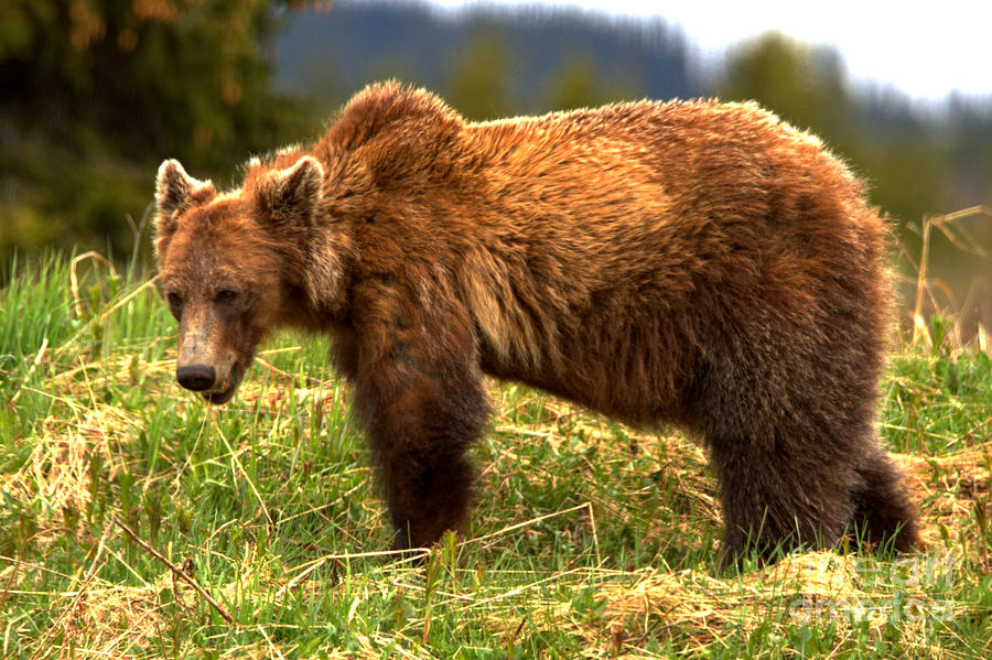 Banff Wandering Grizzly Photograph by Adam Jewell