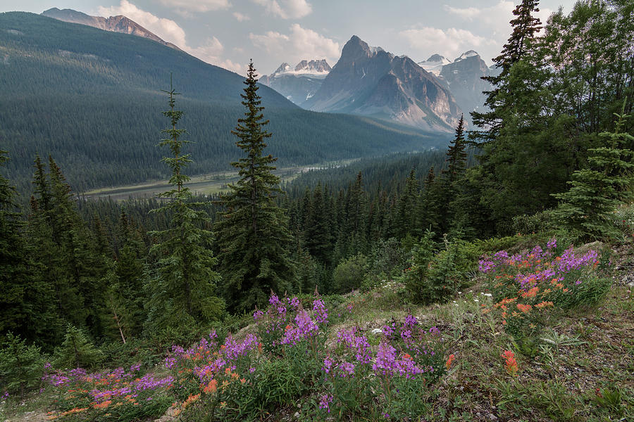 Banff Mountains and Wildflowers Photograph by Patti Deters