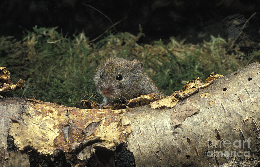 Bank Vole Clethrionomys Glareolus Photograph by Gerard Lacz