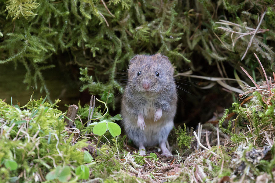 Bank Vole - Scottish Highlands Photograph by Karen Van Der Zijden