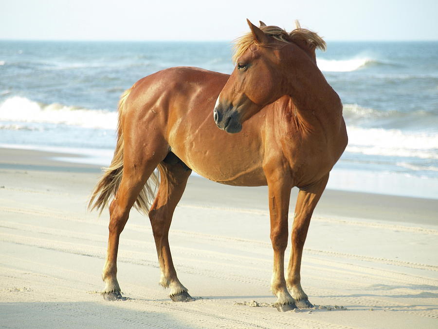 Banker Horse - 5 Photograph by Jeffrey Peterson