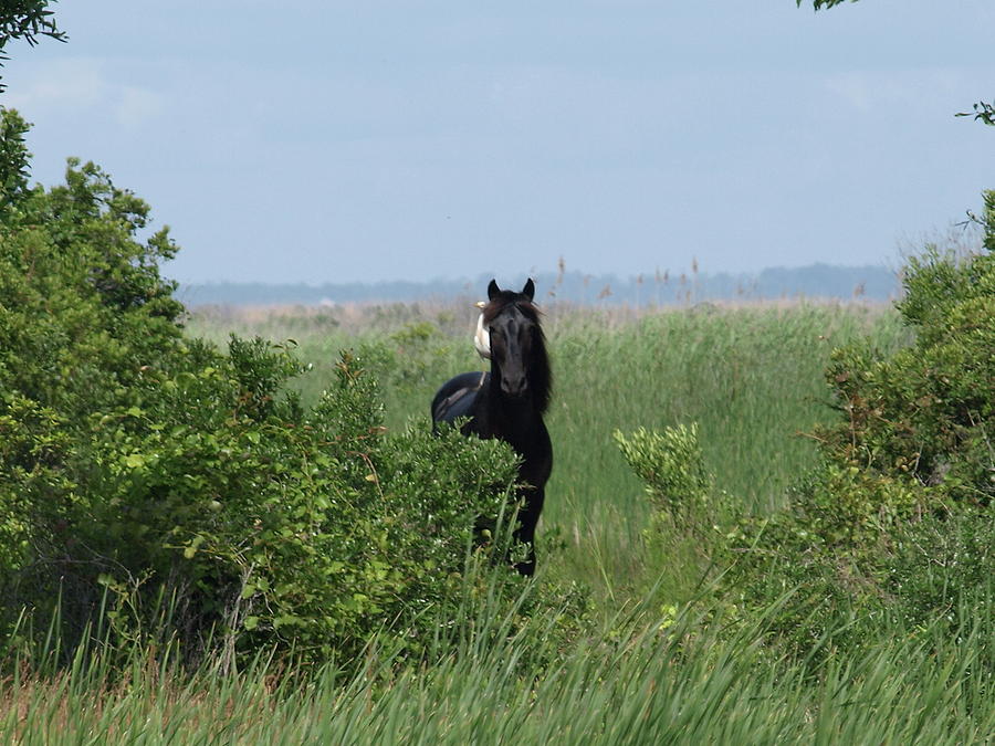 Banker Horse and Egret - landscape Photograph by Jeffrey Peterson
