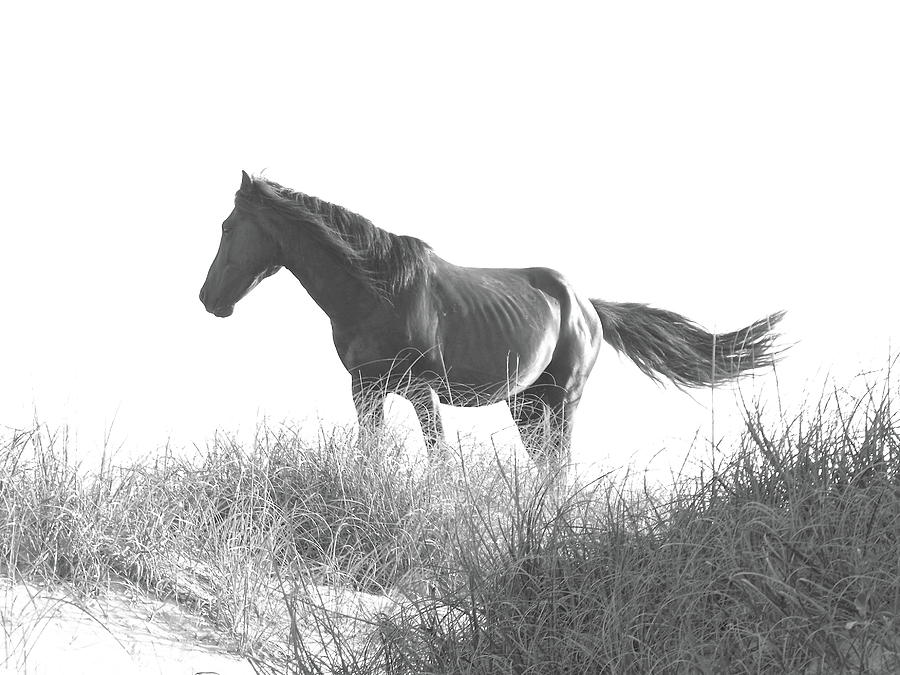 Banker Horse on Dune  1 Photograph by Jeffrey Peterson