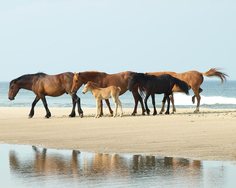 Horse Photograph - Banker Horses - 1 by Jeffrey Peterson