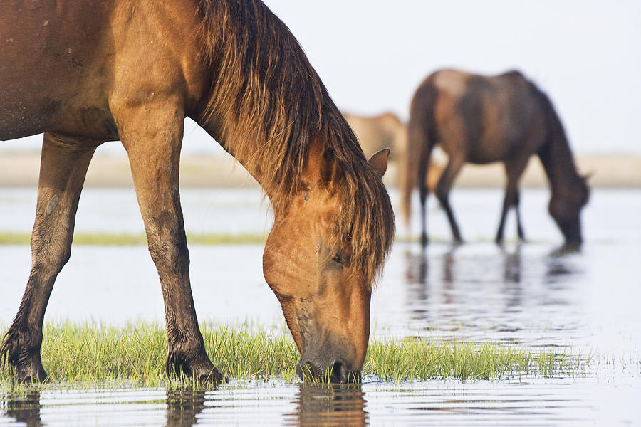 Banker Horses on Tidal Flat Photograph by Bob Decker
