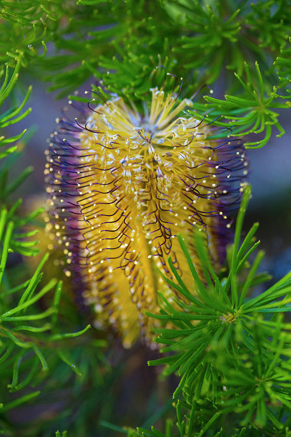 Banksia Photograph by Keith Hawley