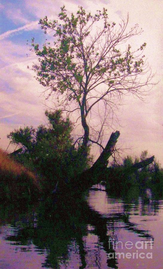 Banks of the old Merced Photograph by Thea Recuerdo