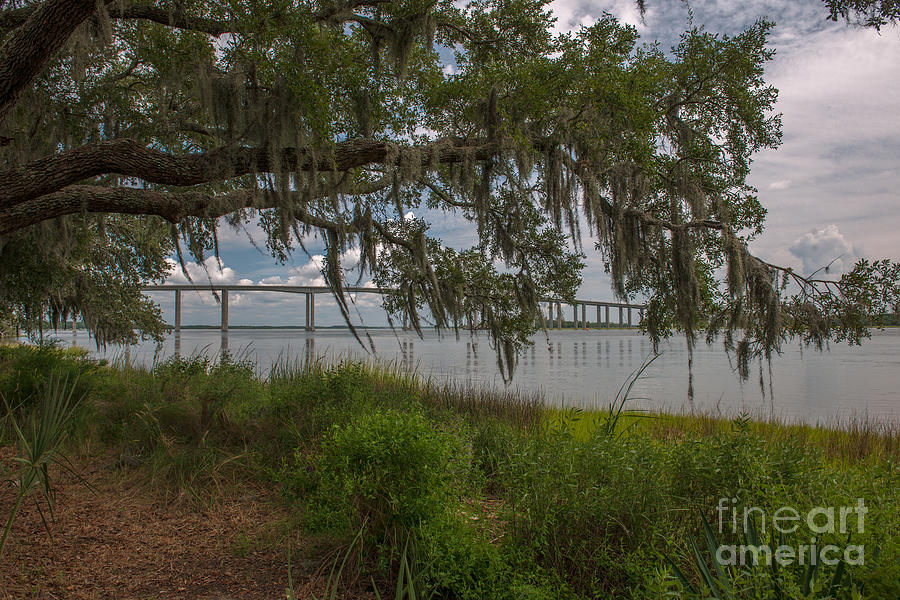 Banks of the Wando River Photograph by Dale Powell