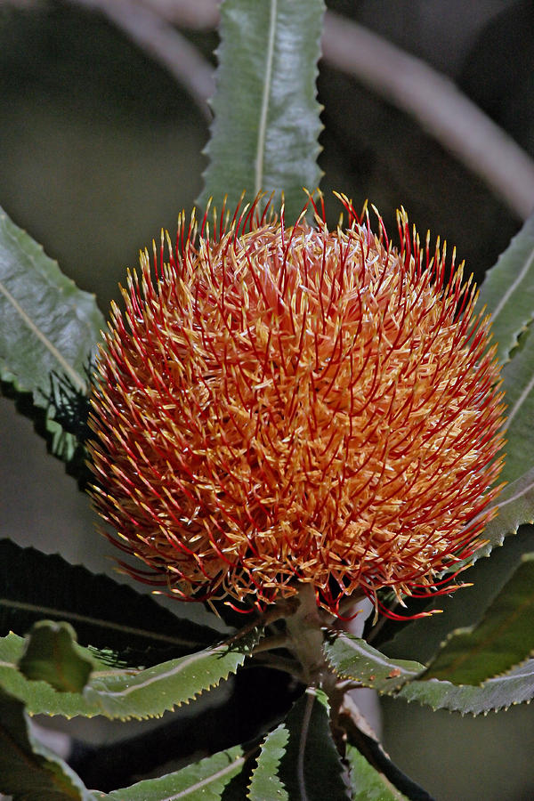 Banksia attenuata Photograph by Tony Brown