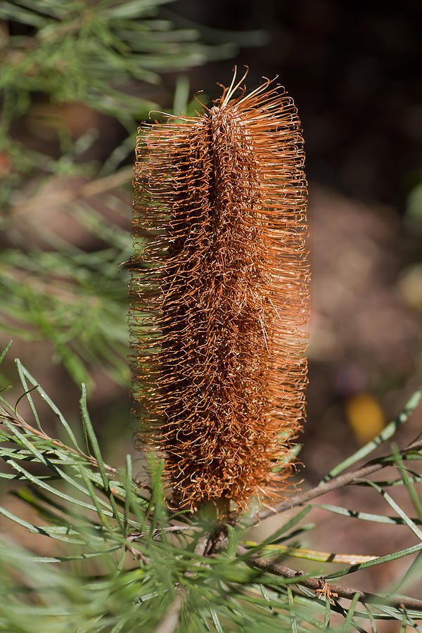 Banksia Photograph by Carole Hinding