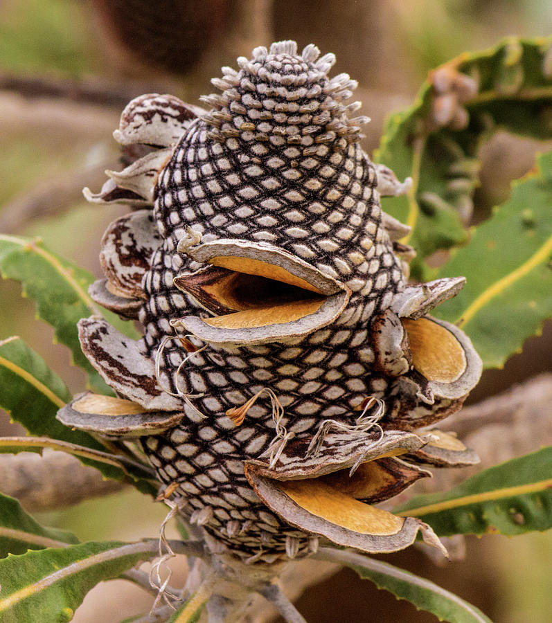 Banksia Cone Photograph by Tania Read