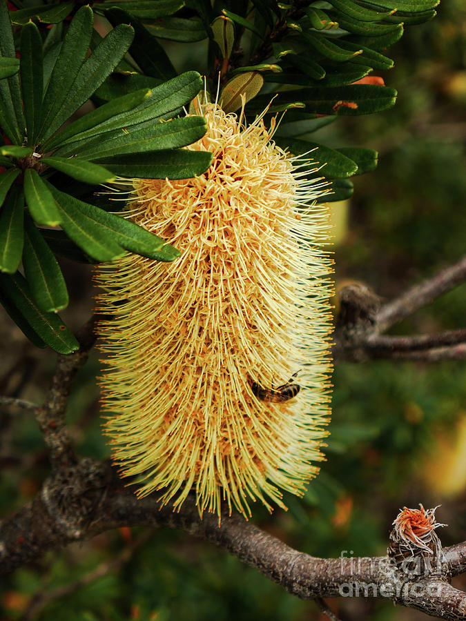 Banksia in Bloom 2 Photograph by Lexa Harpell