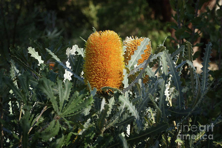 Banksia IV Photograph by Cassandra Buckley