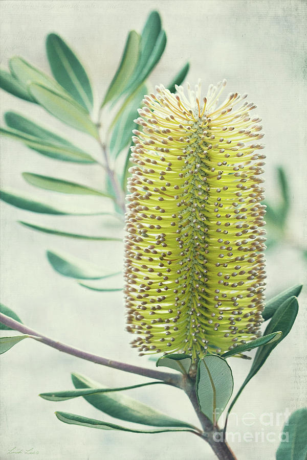Banksia Photograph by Linda Lees