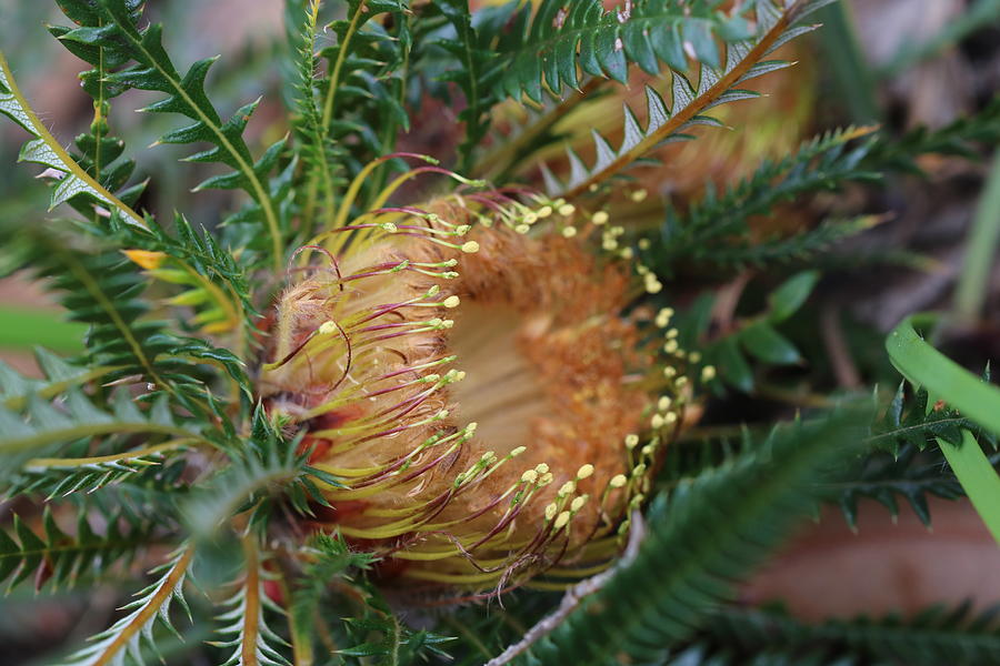 Banksia nivea - 2 Photograph by Michaela Perryman