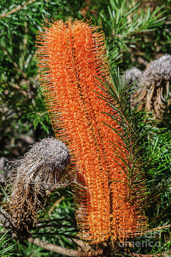 Banksia NSW10 Photograph by Werner Padarin