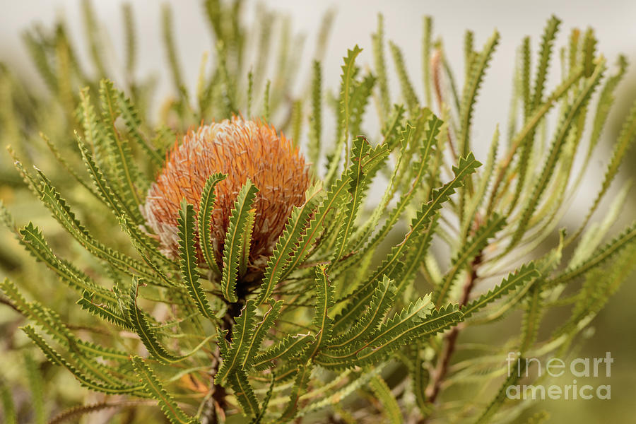 Banksia WA02 Photograph by Werner Padarin