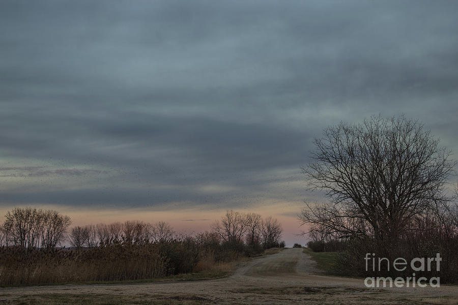 Banner Marsh Road Photograph by Doug Daniels - Fine Art America