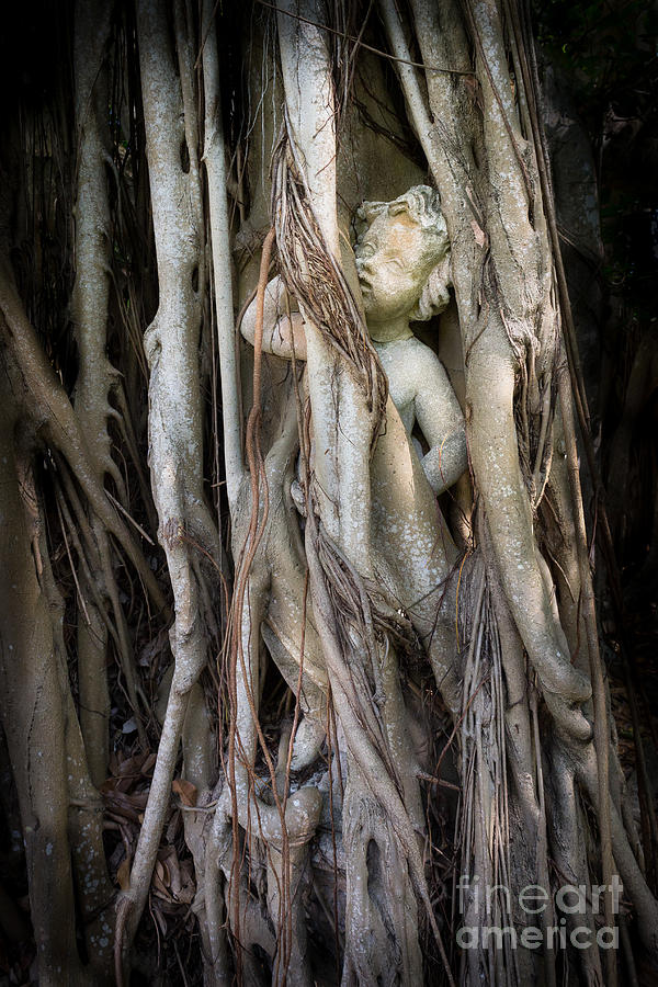 Banyan Grows Over Statue Photograph by Liesl Walsh