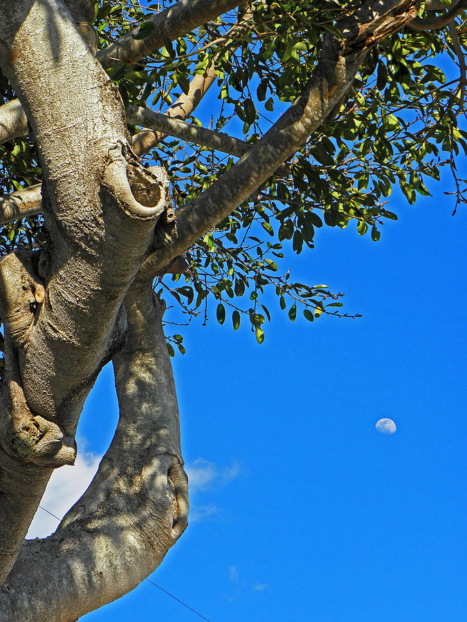 Banyan Moon Photograph by Elizabeth Hoskinson