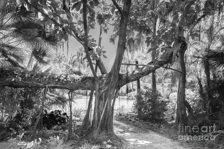 Banyan Roots, Black and White Photograph by Liesl Walsh