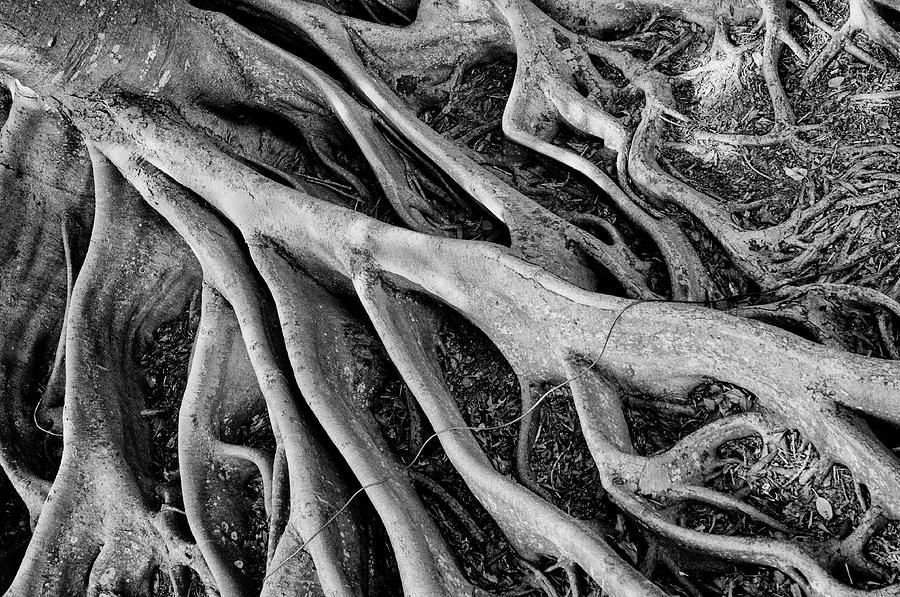 Banyan Roots Photograph by Mick Burkey