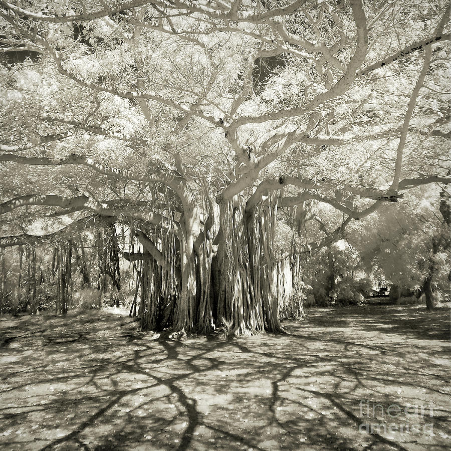 Banyan Strangler Fig Tree Photograph