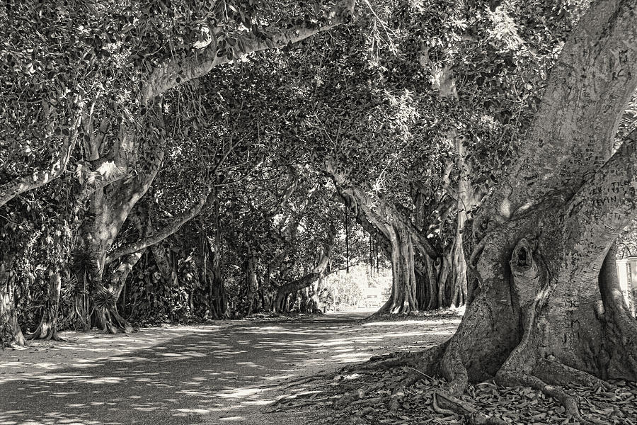 Tree Photograph - Banyan Street 3 by HH Photography of Florida