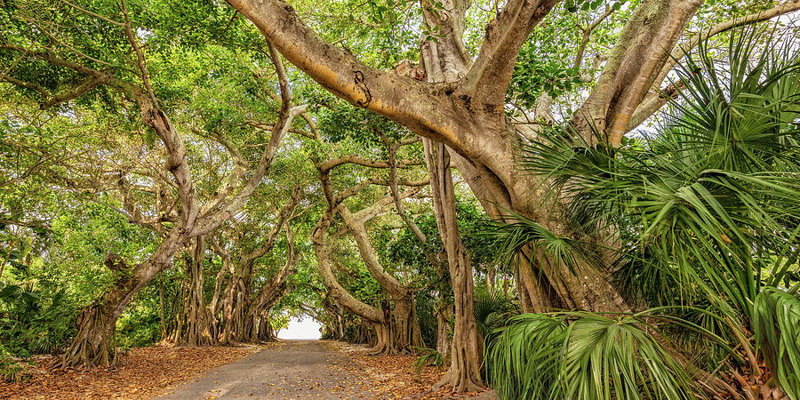 Banyan Street Photograph by Susan Pantuso - Fine Art America