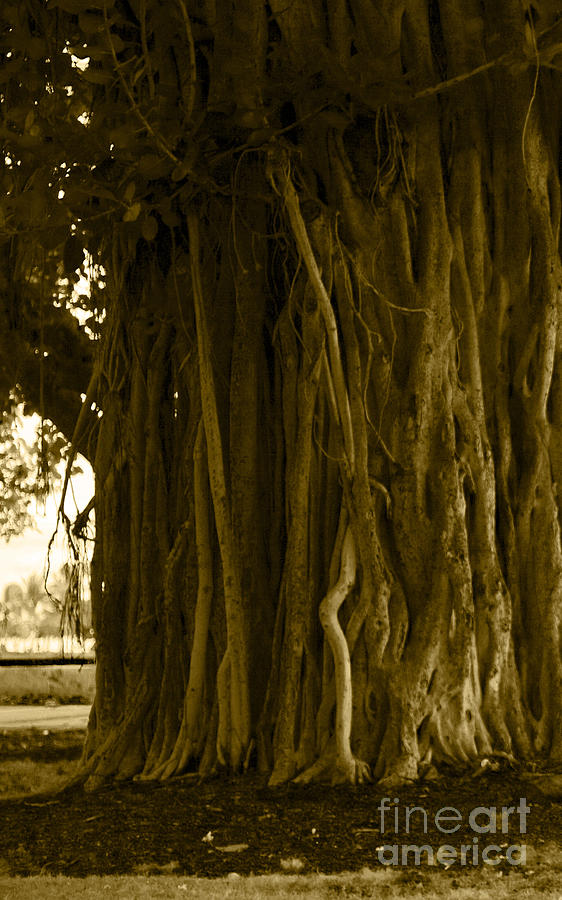 Banyan Surfer - Triptych  part 1 of 3 Photograph by Sean Davey