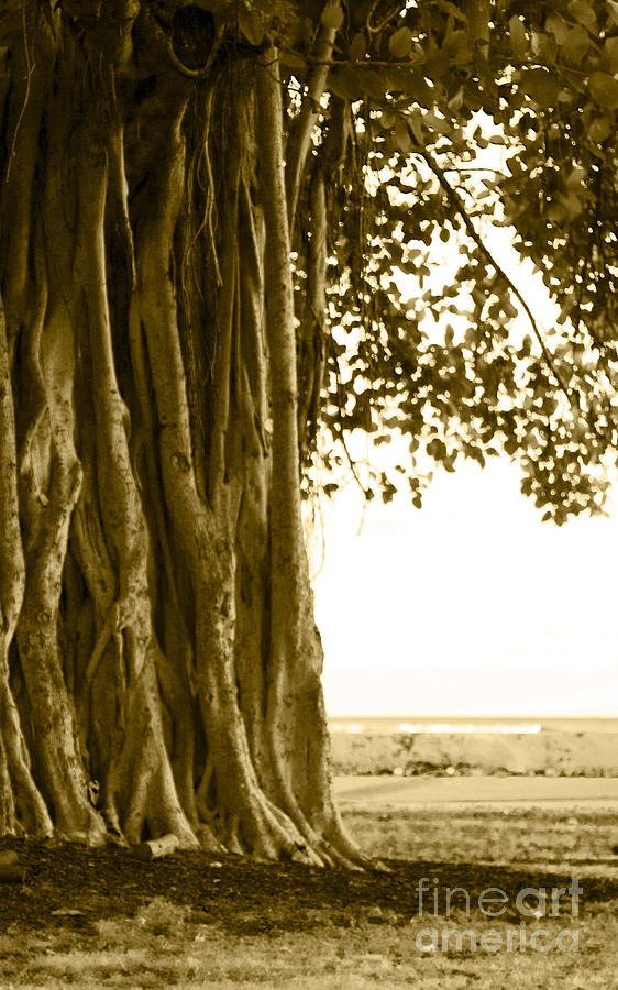 Black And White Photograph - Banyan Surfer - Triptych  part 2 of 3 by Sean Davey