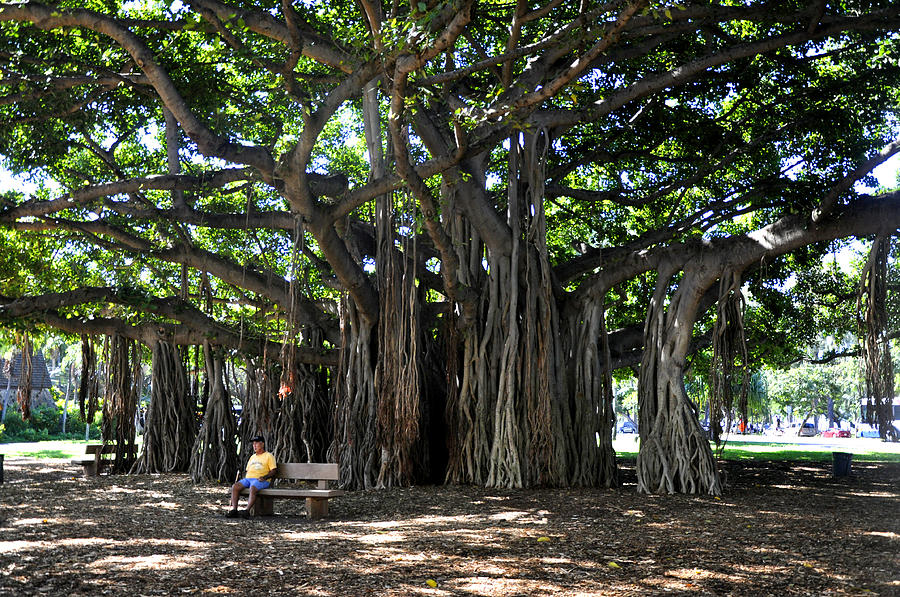 Banyan Tree Photograph by Andrew Dinh