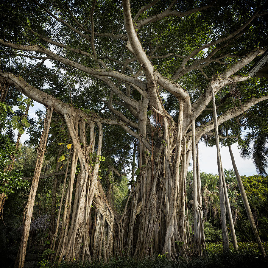 Banyan Tree at Bonnet House Photograph by Belinda Greb