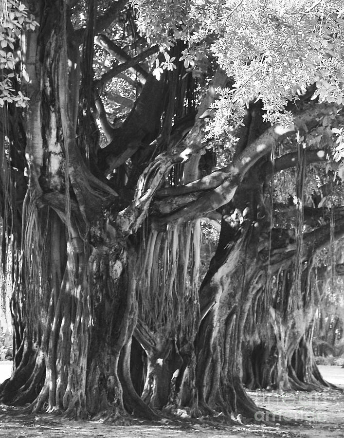 Banyan Tree at The Museum Photograph by Robert Suggs