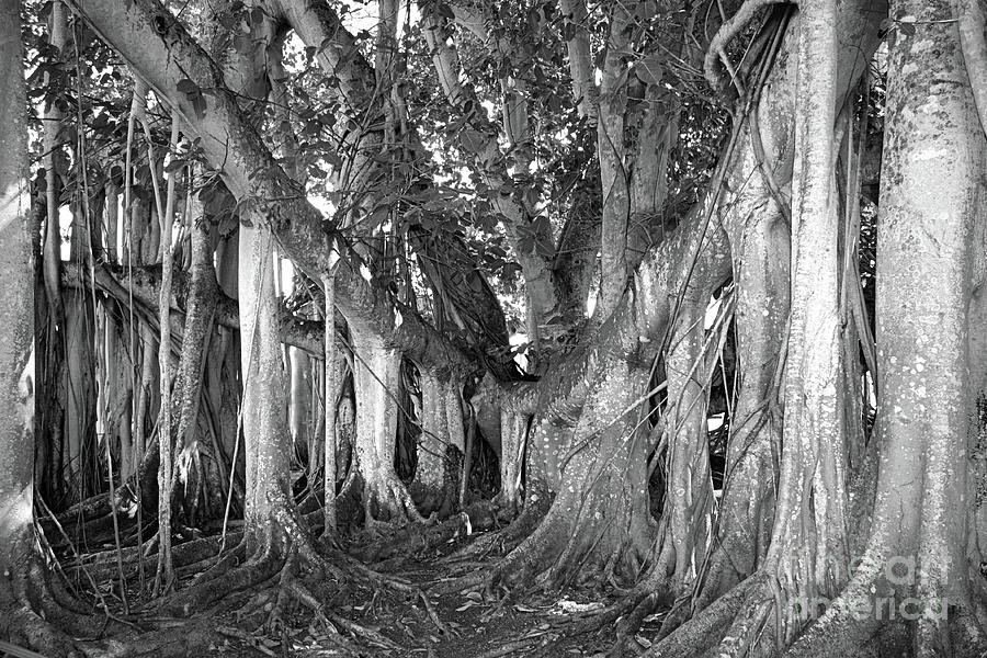 Black And White Photograph - Banyan Tree Beauty in Black and White by Carol Groenen