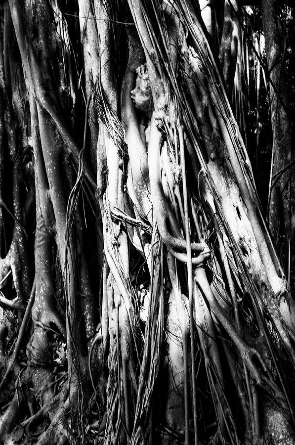 Banyan Tree Boy 2 Photograph by Mick Burkey