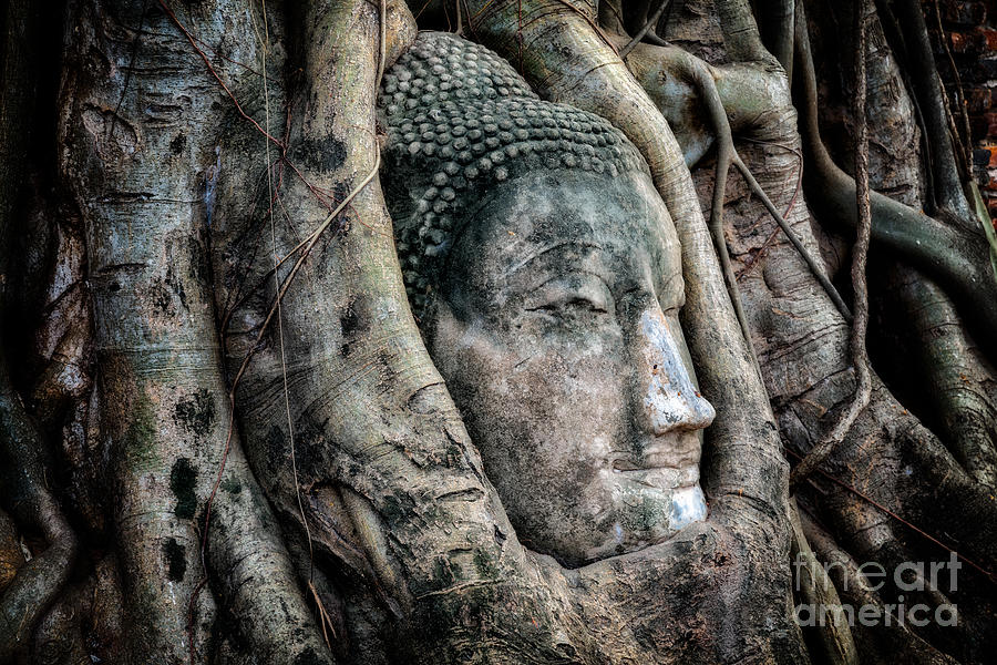 Banyan Tree Buddha Photograph by Adrian Evans